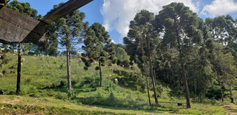 Fazenda Encantadora de 20 Alqueires: Natureza, Conforto e Produção!: 14ª foto da galeria de imagens do imóvel