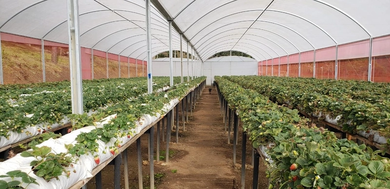 Fazenda Encantadora de 20 Alqueires: Natureza, Conforto e Produção!: 13ª foto da galeria de imagens do imóvel
