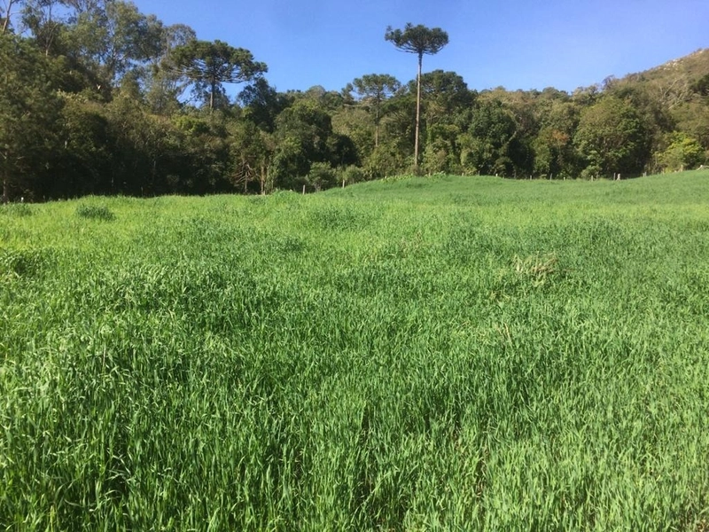 Fazenda Encantadora de 20 Alqueires: Natureza, Conforto e Produção!: 15ª foto da galeria de imagens do imóvel