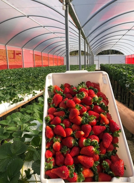 Fazenda Encantadora de 20 Alqueires: Natureza, Conforto e Produção!: 9ª foto da galeria de imagens do imóvel