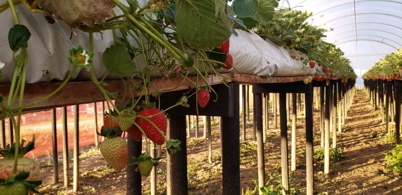 Fazenda Encantadora de 20 Alqueires: Natureza, Conforto e Produção!: 5ª foto da galeria de imagens do imóvel