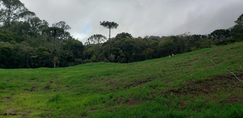 Fazenda Encantadora de 20 Alqueires: Natureza, Conforto e Produção!: 17ª foto da galeria de imagens do imóvel