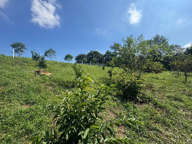 CHÁCARA FRENTE PARA ASFALTO, LINDA VISTA, POMAR, 100% ÁREA ABERTA E APROVEITADA: 16ª foto da galeria de imagens do imóvel