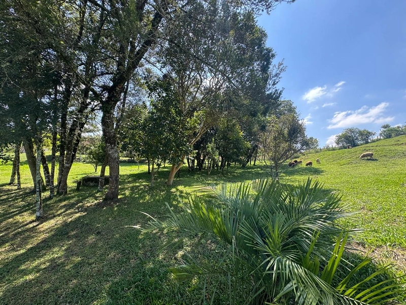 CHÁCARA FRENTE PARA ASFALTO, LINDA VISTA, POMAR, 100% ÁREA ABERTA E APROVEITADA: 21ª foto da galeria de imagens do imóvel