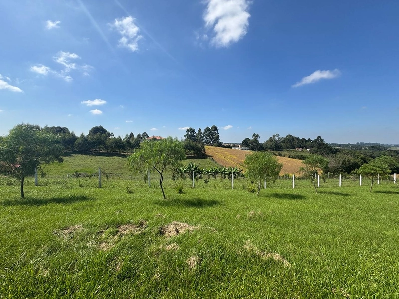 CHÁCARA FRENTE PARA ASFALTO, LINDA VISTA, POMAR, 100% ÁREA ABERTA E APROVEITADA: 7ª foto da galeria de imagens do imóvel