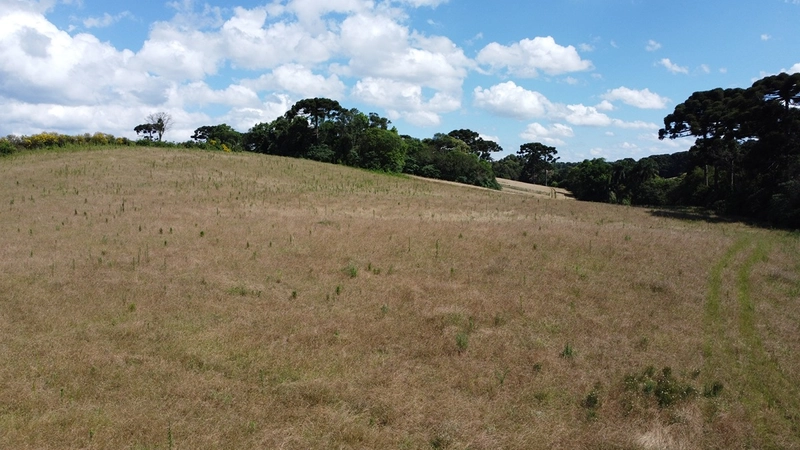TERRENO PARA FORMAÇÃO DE CHÁCARA PRÓXIMO AO CENTRO DE ARAUCÁRIA: 7ª foto da galeria de imagens do imóvel