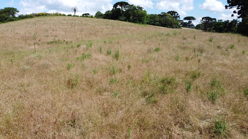 TERRENO PARA FORMAÇÃO DE CHÁCARA PRÓXIMO AO CENTRO DE ARAUCÁRIA: 16ª foto da galeria de imagens do imóvel