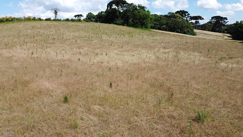 TERRENO PARA FORMAÇÃO DE CHÁCARA PRÓXIMO AO CENTRO DE ARAUCÁRIA: 18ª foto da galeria de imagens do imóvel