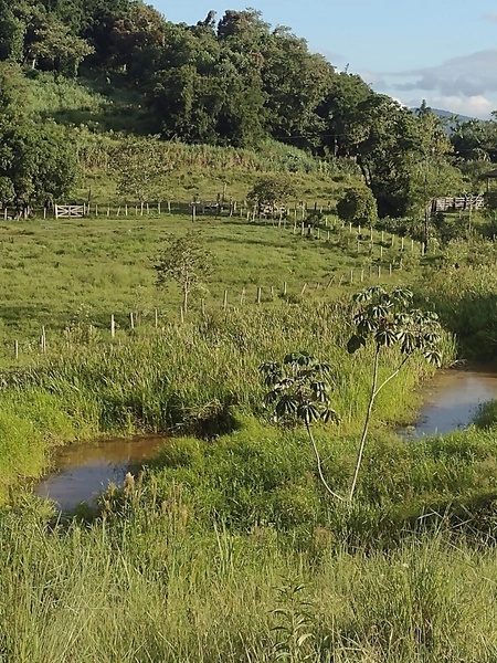 Propriedade espetacular de 25,85 hectares com alto potencial produtivo e logística privilegiada! Aproximadamente 180.000 m² de área aberta em pastagem, com nascente própria e boa infraestrutura para pecuária. A área fica na divisa entre Jacupiranga e Cajati, oferece equilíbrio perfeito entre recursos naturais e fácil acesso à BR-116. O investimento ideal para quem busca escala, produtividade e a segurança de uma terra rica em água e pronta para trabalhar!: 4ª foto da galeria de imagens do imóvel