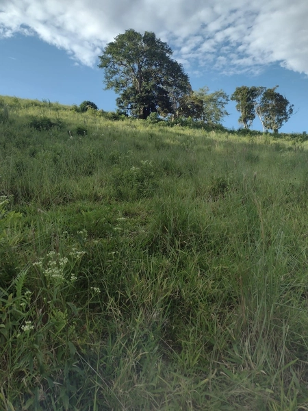 Propriedade espetacular de 25,85 hectares com alto potencial produtivo e logística privilegiada! Aproximadamente 180.000 m² de área aberta em pastagem, com nascente própria e boa infraestrutura para pecuária. A área fica na divisa entre Jacupiranga e Cajati, oferece equilíbrio perfeito entre recursos naturais e fácil acesso à BR-116. O investimento ideal para quem busca escala, produtividade e a segurança de uma terra rica em água e pronta para trabalhar!: 7ª foto da galeria de imagens do imóvel