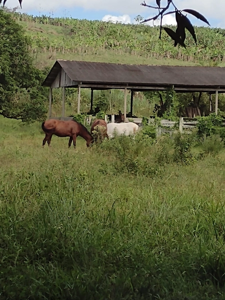 Propriedade espetacular de 25,85 hectares com alto potencial produtivo e logística privilegiada! Aproximadamente 180.000 m² de área aberta em pastagem, com nascente própria e boa infraestrutura para pecuária. A área fica na divisa entre Jacupiranga e Cajati, oferece equilíbrio perfeito entre recursos naturais e fácil acesso à BR-116. O investimento ideal para quem busca escala, produtividade e a segurança de uma terra rica em água e pronta para trabalhar!: 6ª foto da galeria de imagens do imóvel