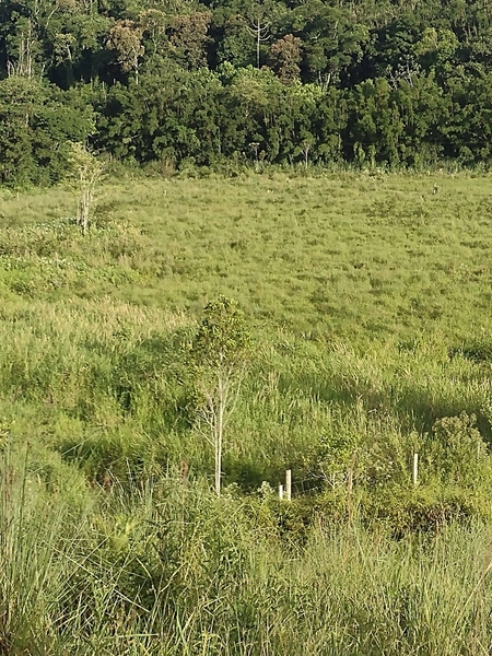 Propriedade espetacular de 25,85 hectares com alto potencial produtivo e logística privilegiada! Aproximadamente 180.000 m² de área aberta em pastagem, com nascente própria e boa infraestrutura para pecuária. A área fica na divisa entre Jacupiranga e Cajati, oferece equilíbrio perfeito entre recursos naturais e fácil acesso à BR-116. O investimento ideal para quem busca escala, produtividade e a segurança de uma terra rica em água e pronta para trabalhar!: 3ª foto da galeria de imagens do imóvel