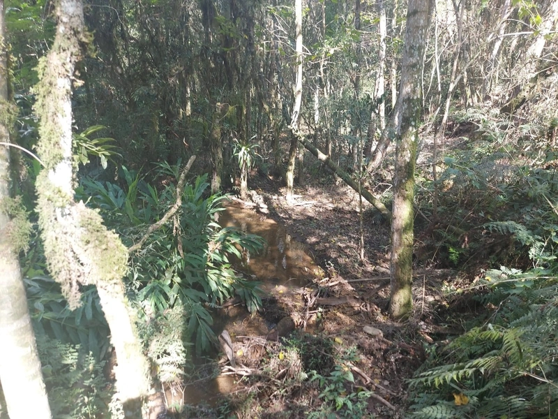 Terreno de 8 Alqueires em Bateias: Natureza, Produtividade e Tranquili: 15ª foto da galeria de imagens do imóvel