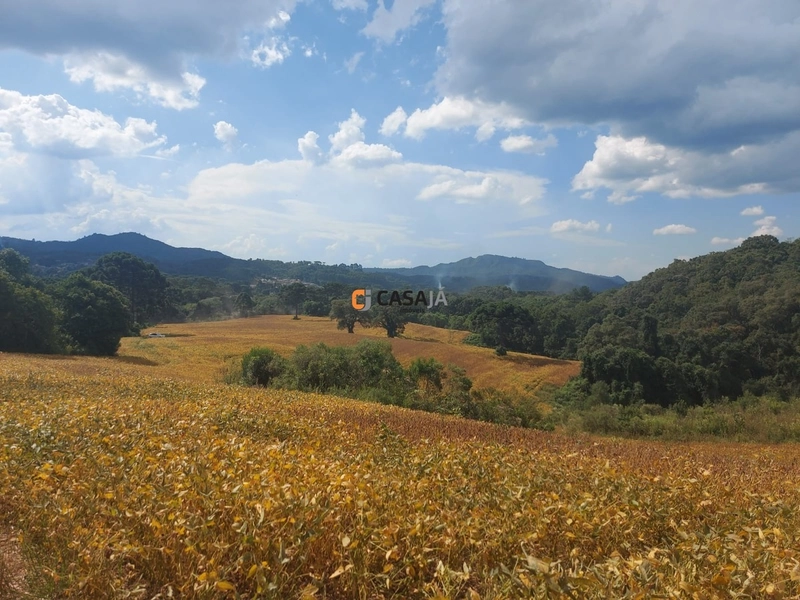 Terreno de 8 Alqueires em Bateias: Natureza, Produtividade e Tranquili: 5ª foto da galeria de imagens do imóvel