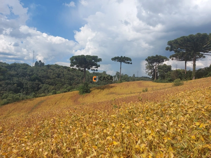 Terreno de 8 Alqueires em Bateias: Natureza, Produtividade e Tranquili: 6ª foto da galeria de imagens do imóvel