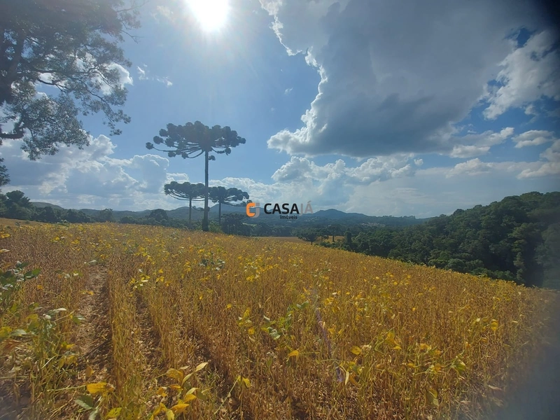Terreno de 8 Alqueires em Bateias: Natureza, Produtividade e Tranquili: 13ª foto da galeria de imagens do imóvel