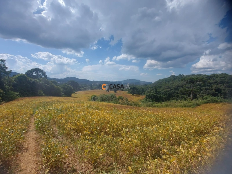 Terreno de 8 Alqueires em Bateias: Natureza, Produtividade e Tranquili: 3ª foto da galeria de imagens do imóvel