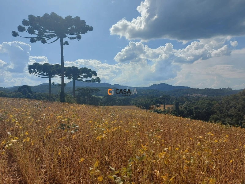 Terreno de 8 Alqueires em Bateias: Natureza, Produtividade e Tranquili: 11ª foto da galeria de imagens do imóvel