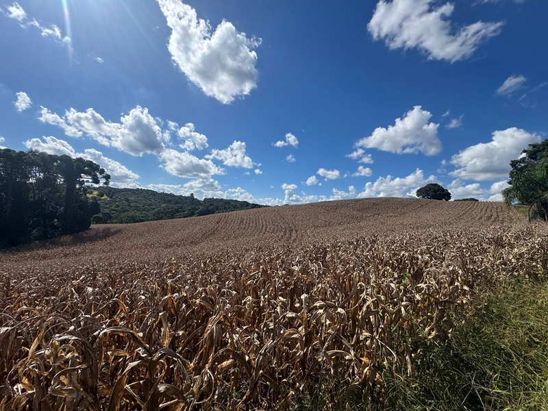 TERRENO PARA FORMAÇÃO DE CHÁCARA / PLANTIO 10 MINUTOS DO CENTRO: 1ª foto da galeria de imagens do imóvel