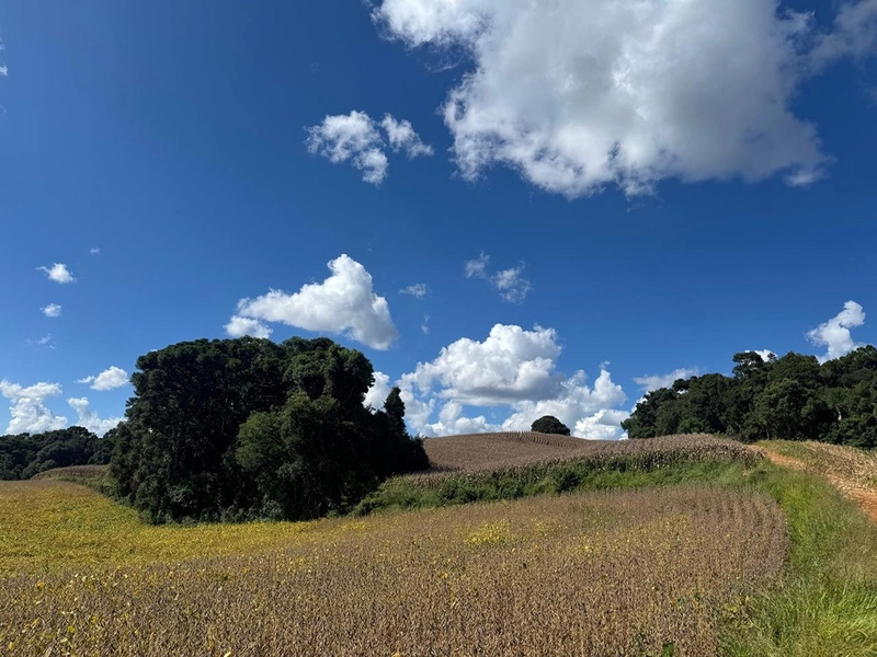 TERRENO PARA FORMAÇÃO DE CHÁCARA / PLANTIO 10 MINUTOS DO CENTRO: 13ª foto da galeria de imagens do imóvel