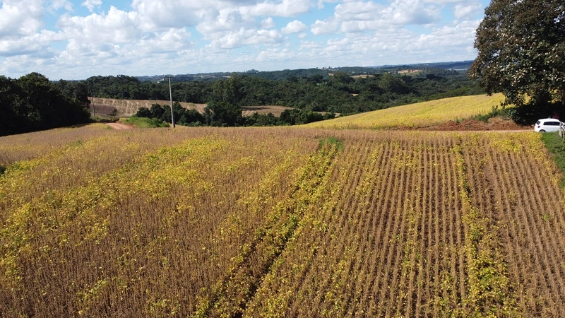 TERRENO PARA FORMAÇÃO DE CHÁCARA / PLANTIO COLÔNIA BALBINO CUNHA: 15ª foto da galeria de imagens do imóvel
