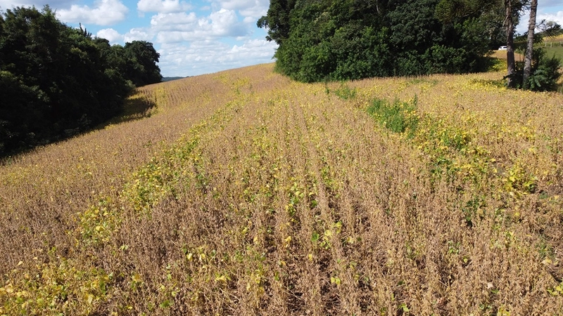 TERRENO PARA FORMAÇÃO DE CHÁCARA / PLANTIO COLÔNIA BALBINO CUNHA: 21ª foto da galeria de imagens do imóvel