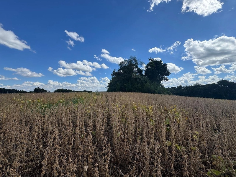 TERRENO PARA FORMAÇÃO DE CHÁCARA / PLANTIO COLÔNIA BALBINO CUNHA: 3ª foto da galeria de imagens do imóvel