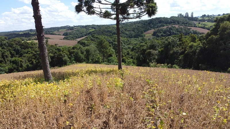 TERRENO PARA FORMAÇÃO DE CHÁCARA / PLANTIO COLÔNIA BALBINO CUNHA: 23ª foto da galeria de imagens do imóvel