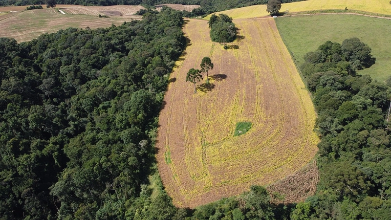 TERRENO PARA FORMAÇÃO DE CHÁCARA / PLANTIO COLÔNIA BALBINO CUNHA: 10ª foto da galeria de imagens do imóvel