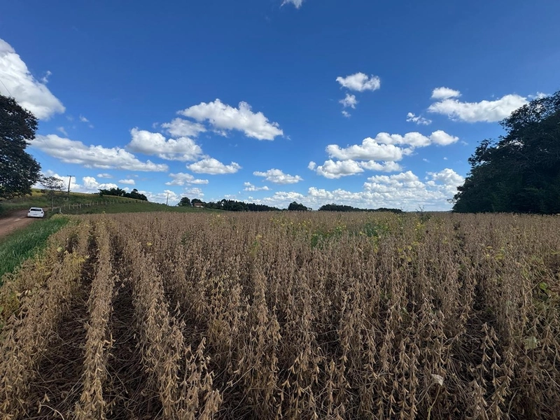 TERRENO PARA FORMAÇÃO DE CHÁCARA / PLANTIO COLÔNIA BALBINO CUNHA: 2ª foto da galeria de imagens do imóvel