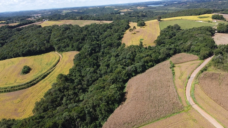TERRENO PARA FORMAÇÃO DE CHÁCARA / PLANTIO COLÔNIA BALBINO CUNHA: 8ª foto da galeria de imagens do imóvel