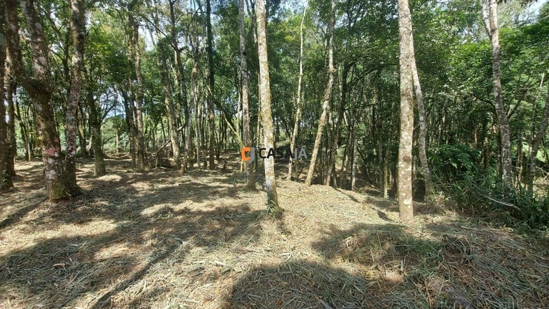Chácara com ampla área verde e ideal para quem busca tranquilidade!: 2ª foto da galeria de imagens do imóvel