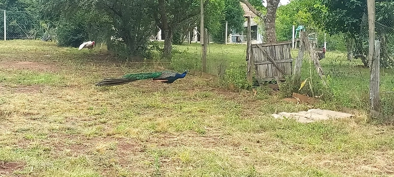 Refúgio completo que sua família merece: qualidade de vida a apenas 10 minutos do centro de Campo Largo! Desfrute de uma casa sede impecável, aconchego da lareira e o sabor da culinária no fogão a lenha, em uma propriedade totalmente estruturada com tanque, pomar produtivo e casa de caseiro. O equilíbrio perfeito entre a paz do campo e a proximidade da cidade, com toda a segurança e o conforto que você sempre buscou.: 19ª foto da galeria de imagens do imóvel