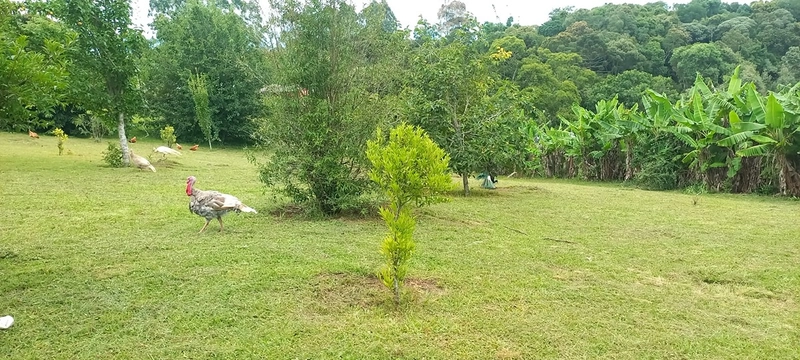 Refúgio completo que sua família merece: qualidade de vida a apenas 10 minutos do centro de Campo Largo! Desfrute de uma casa sede impecável, aconchego da lareira e o sabor da culinária no fogão a lenha, em uma propriedade totalmente estruturada com tanque, pomar produtivo e casa de caseiro. O equilíbrio perfeito entre a paz do campo e a proximidade da cidade, com toda a segurança e o conforto que você sempre buscou.: 22ª foto da galeria de imagens do imóvel