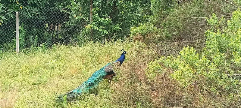 Refúgio completo que sua família merece: qualidade de vida a apenas 10 minutos do centro de Campo Largo! Desfrute de uma casa sede impecável, aconchego da lareira e o sabor da culinária no fogão a lenha, em uma propriedade totalmente estruturada com tanque, pomar produtivo e casa de caseiro. O equilíbrio perfeito entre a paz do campo e a proximidade da cidade, com toda a segurança e o conforto que você sempre buscou.: 17ª foto da galeria de imagens do imóvel