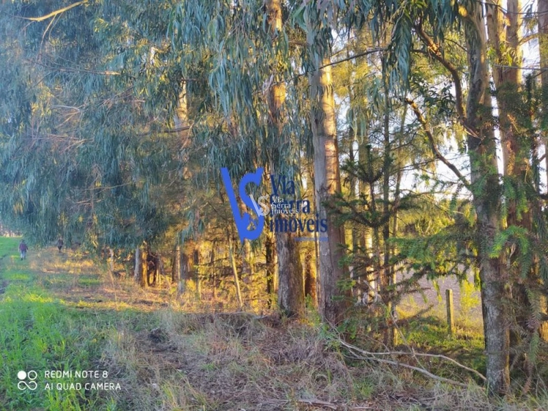 Sítio à venda, em São Francisco de Paula/RS!: 9ª foto da galeria de imagens do imóvel