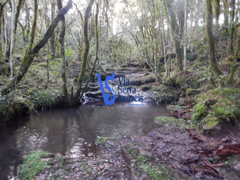 Sítio à venda, em São Francisco de Paula/RS!: 11ª foto da galeria de imagens do imóvel