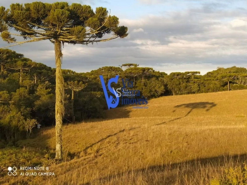 Sítio à venda, em São Francisco de Paula/RS!: 6ª foto da galeria de imagens do imóvel