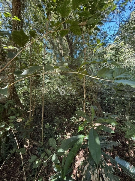 Terreno em Igrejinha/RS!: 6ª foto da galeria de imagens do imóvel