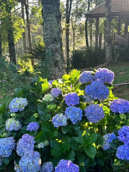 Sítio à venda, na Serra Grande, em Igrejinha/RS!: 24ª foto da galeria de imagens do imóvel