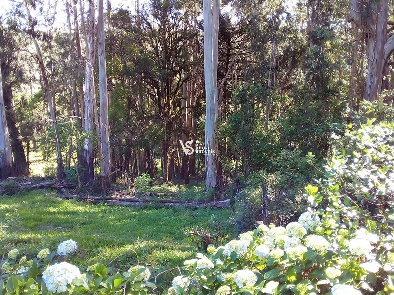 Terreno à venda em Gramado/RS!: 3ª foto da galeria de imagens do imóvel