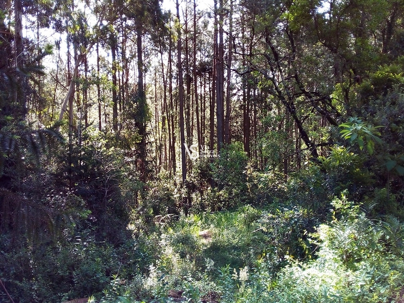Terreno à venda em Gramado/RS!: 5ª foto da galeria de imagens do imóvel