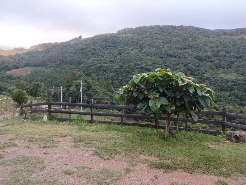 Sítio em Santa Maria do Herval/RS!: 7ª foto da galeria de imagens do imóvel