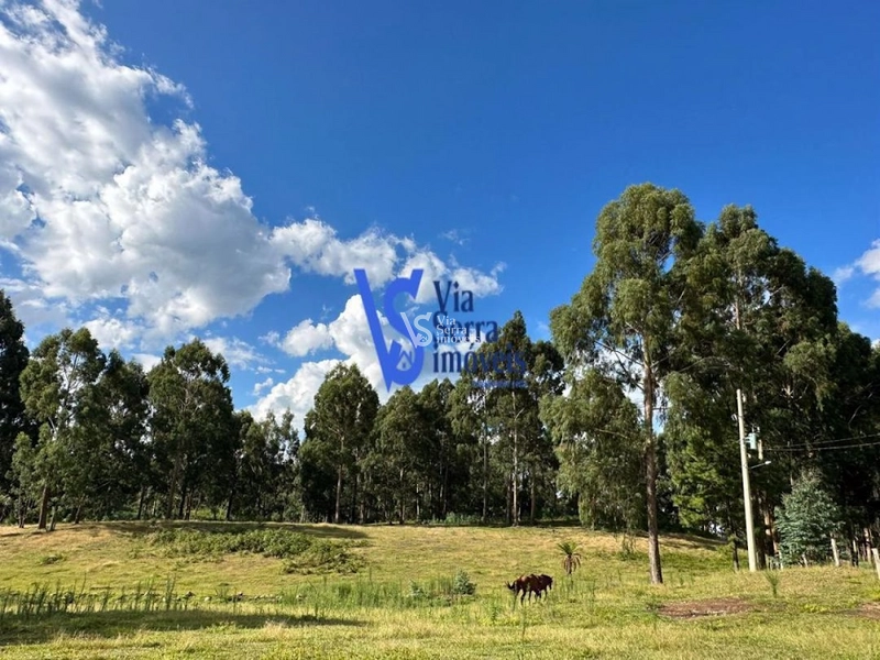 Sítio em São Francisco de Paula/RS!: 14ª foto da galeria de imagens do imóvel