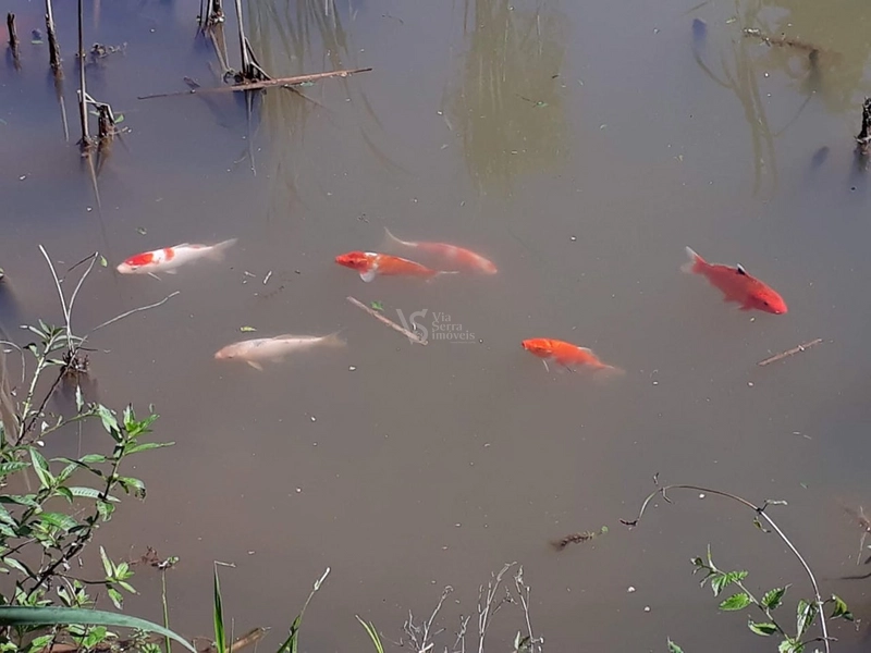 Lindo sítio com vista em Nova Hartz/RS!: 8ª foto da galeria de imagens do imóvel