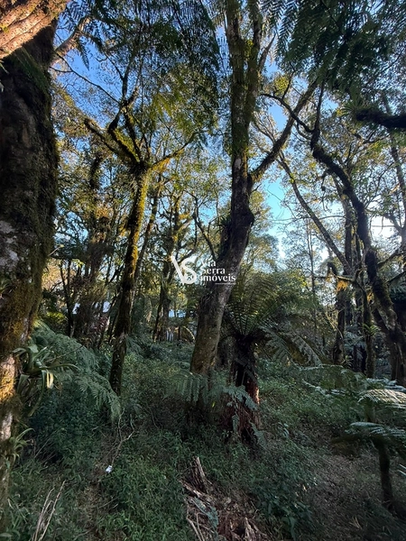 Terreno Exclusivo no Alpes Verdes – Canela/RS: 13ª foto da galeria de imagens do imóvel