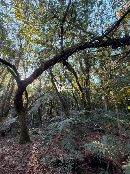 Terreno Exclusivo no Alpes Verdes – Canela/RS: 7ª foto da galeria de imagens do imóvel
