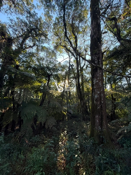 Terreno Exclusivo no Alpes Verdes – Canela/RS: 2ª foto da galeria de imagens do imóvel