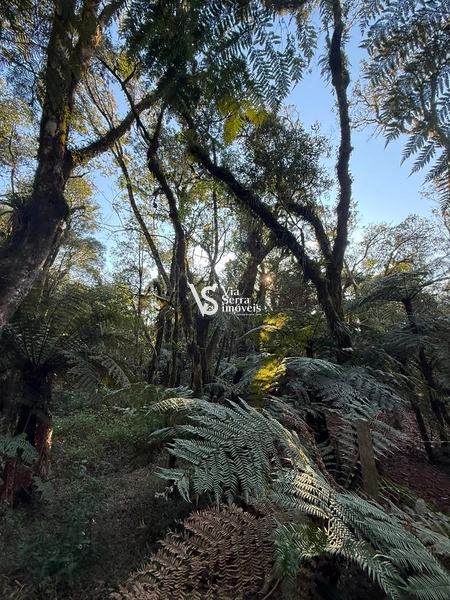 Terreno Exclusivo no Alpes Verdes – Canela/RS: 14ª foto da galeria de imagens do imóvel
