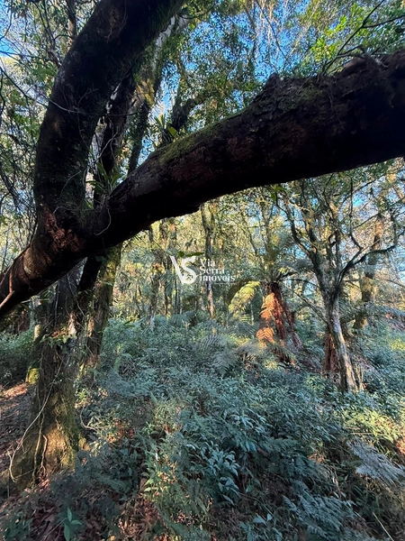 Terreno Exclusivo no Alpes Verdes – Canela/RS: 8ª foto da galeria de imagens do imóvel